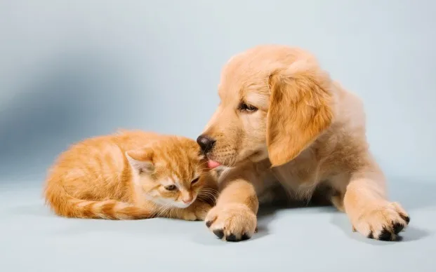 Clear Creek Animal Hospital