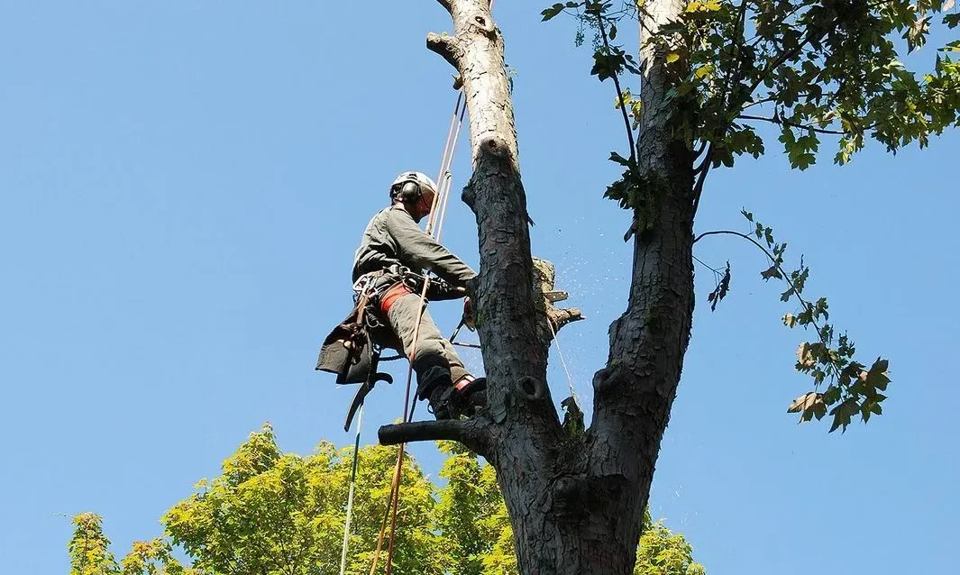 AAA Tree Experts