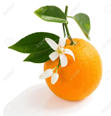 Orange Blossom Med Spa logo