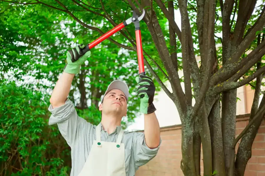 Ness Tree Service
