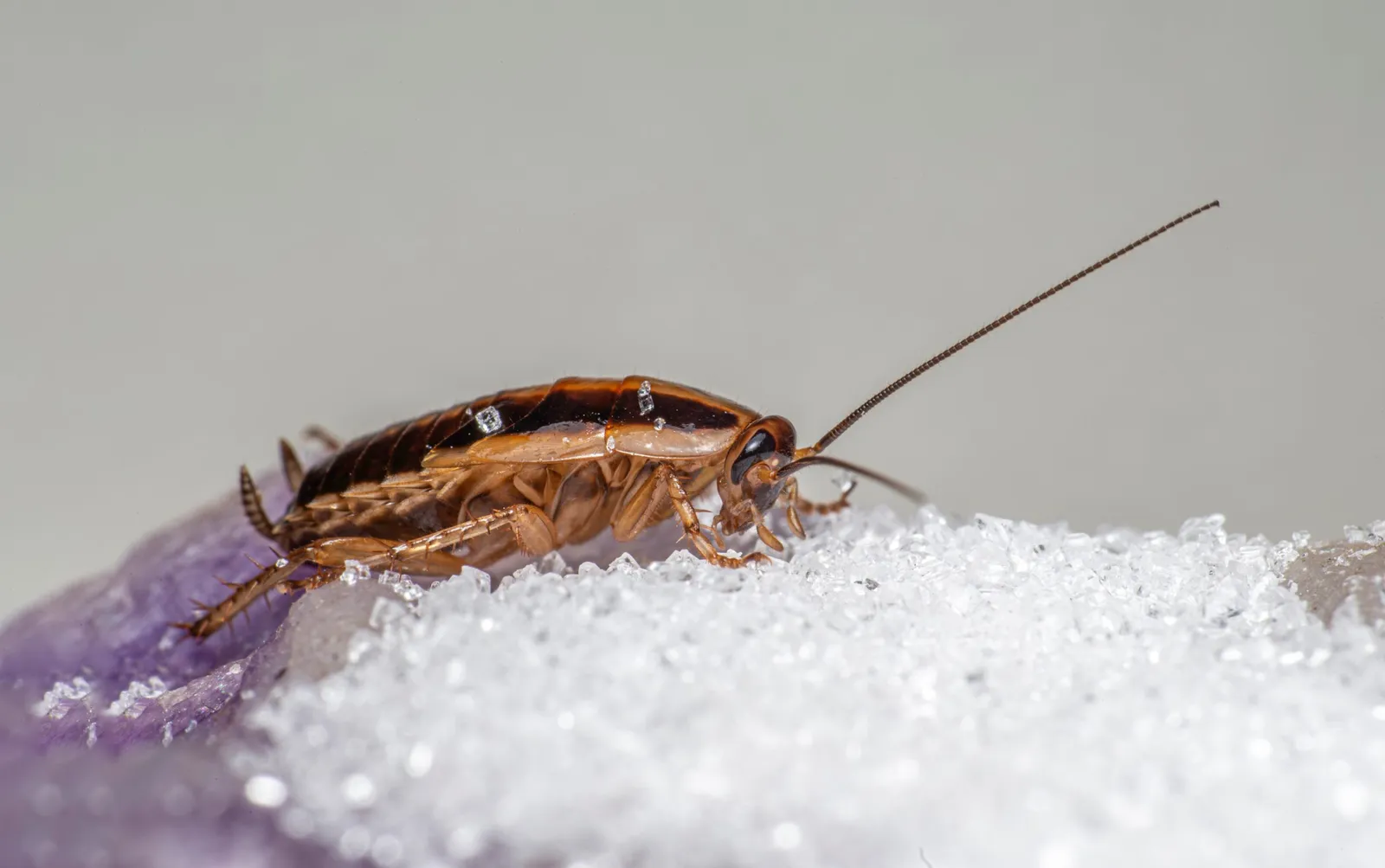 Bug State Pest Control Inc