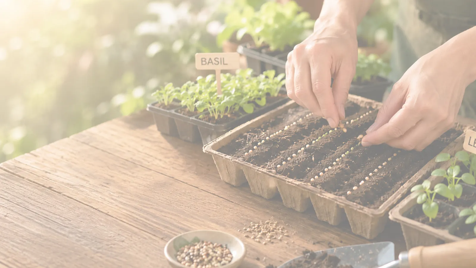 M M Nurseries