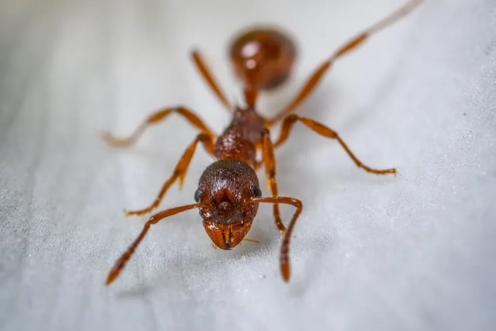It's Bugs Or Us Pest Control