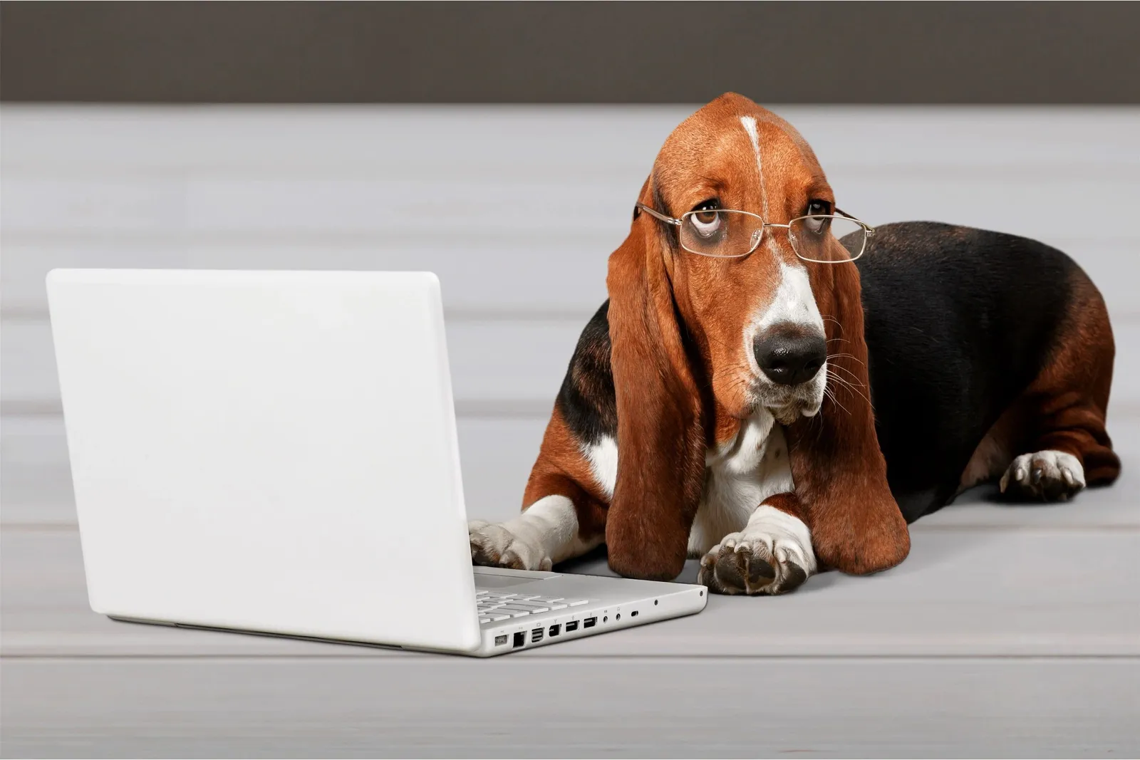 Good Dawg Training