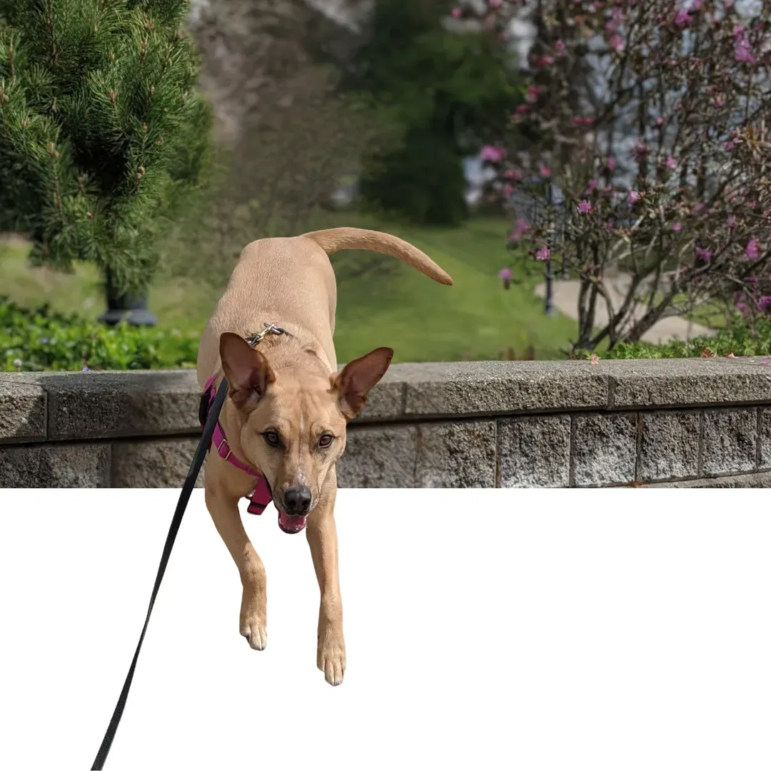 Pawsitively Trained