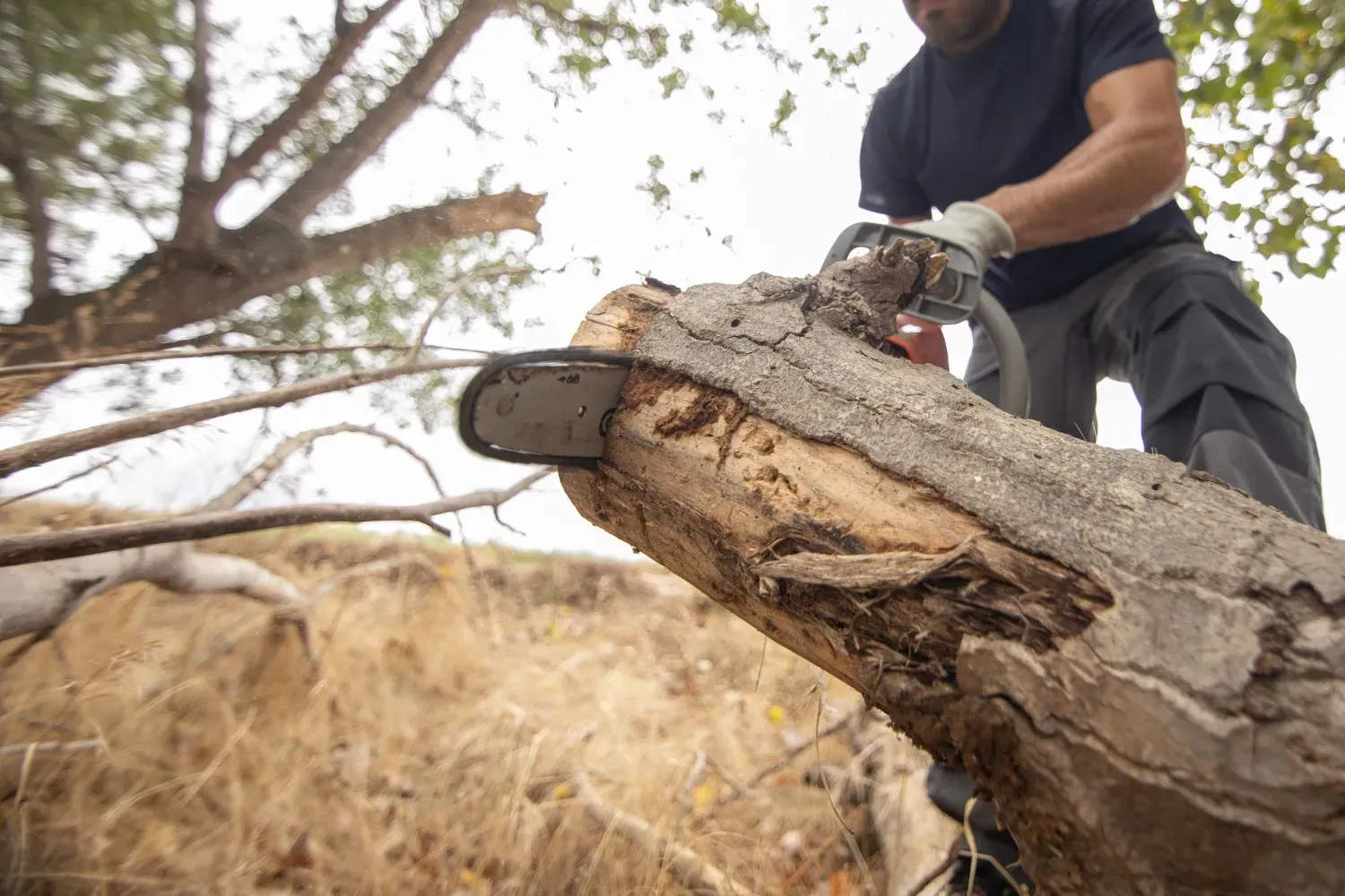 Escobar Tree Services