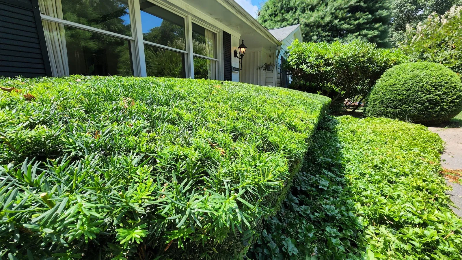 The Shrub Guys