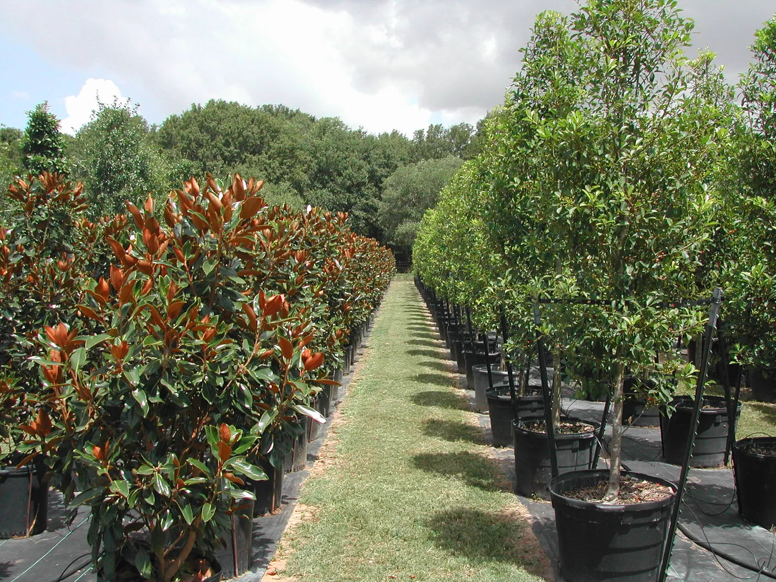 Bill Bownds Nursery