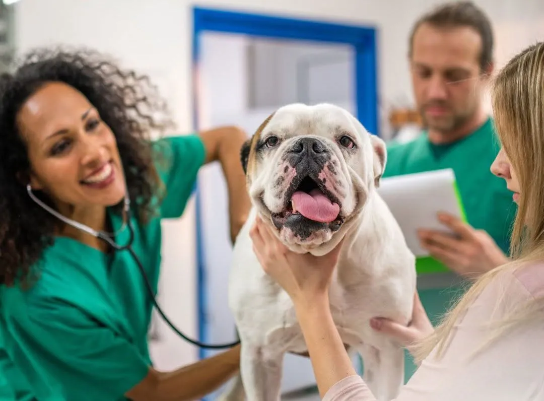Katy Veterinary Clinic