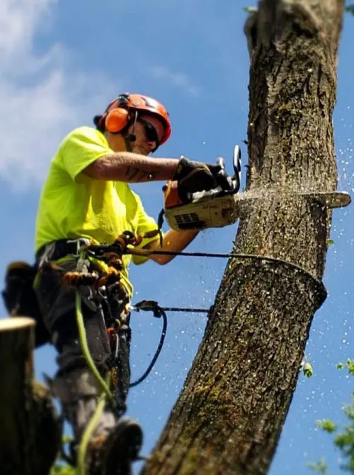 Katy Tree Service