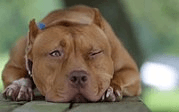 Alpha Pet Dog Training logo