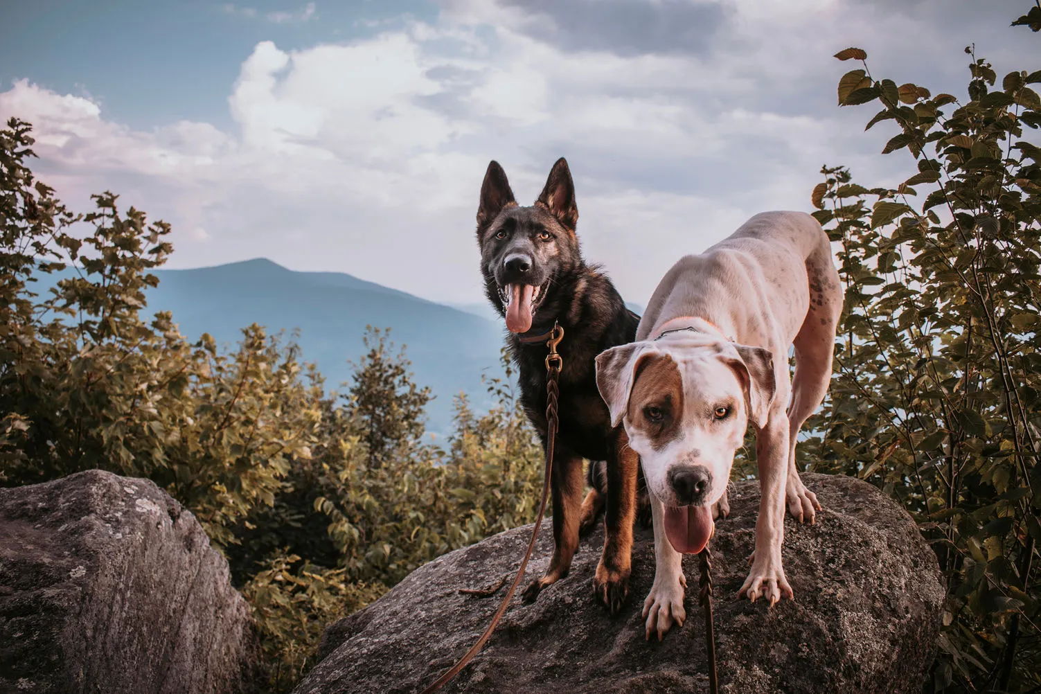 Nikoda K9 Solutions LLC