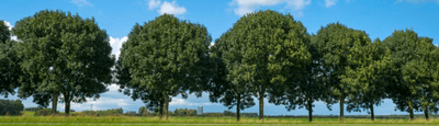 Green Leaf Tree Services logo