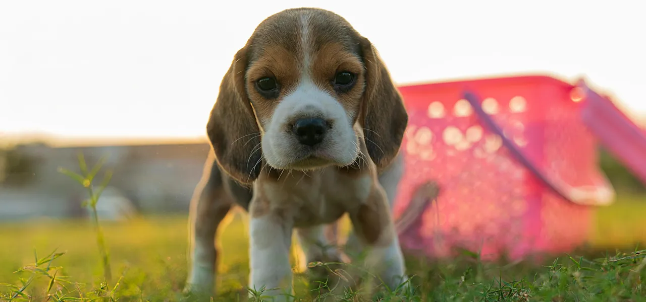 Puppy Dog Nursery