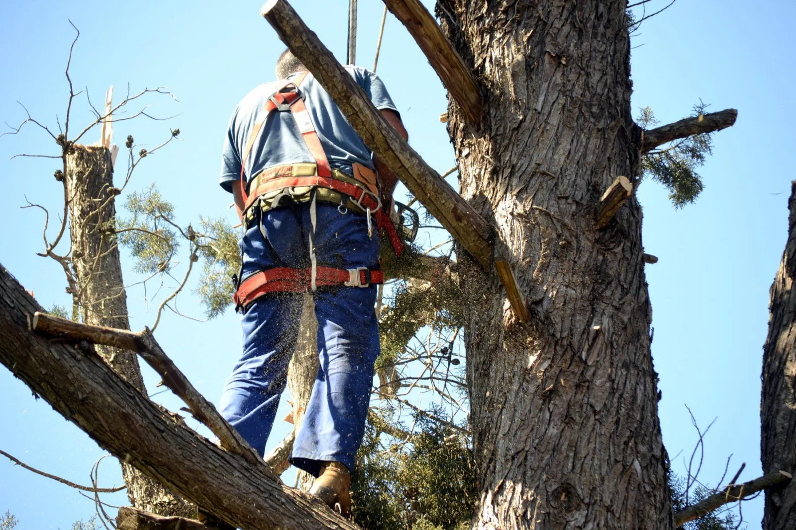 Against The Grain Tree Care LLC
