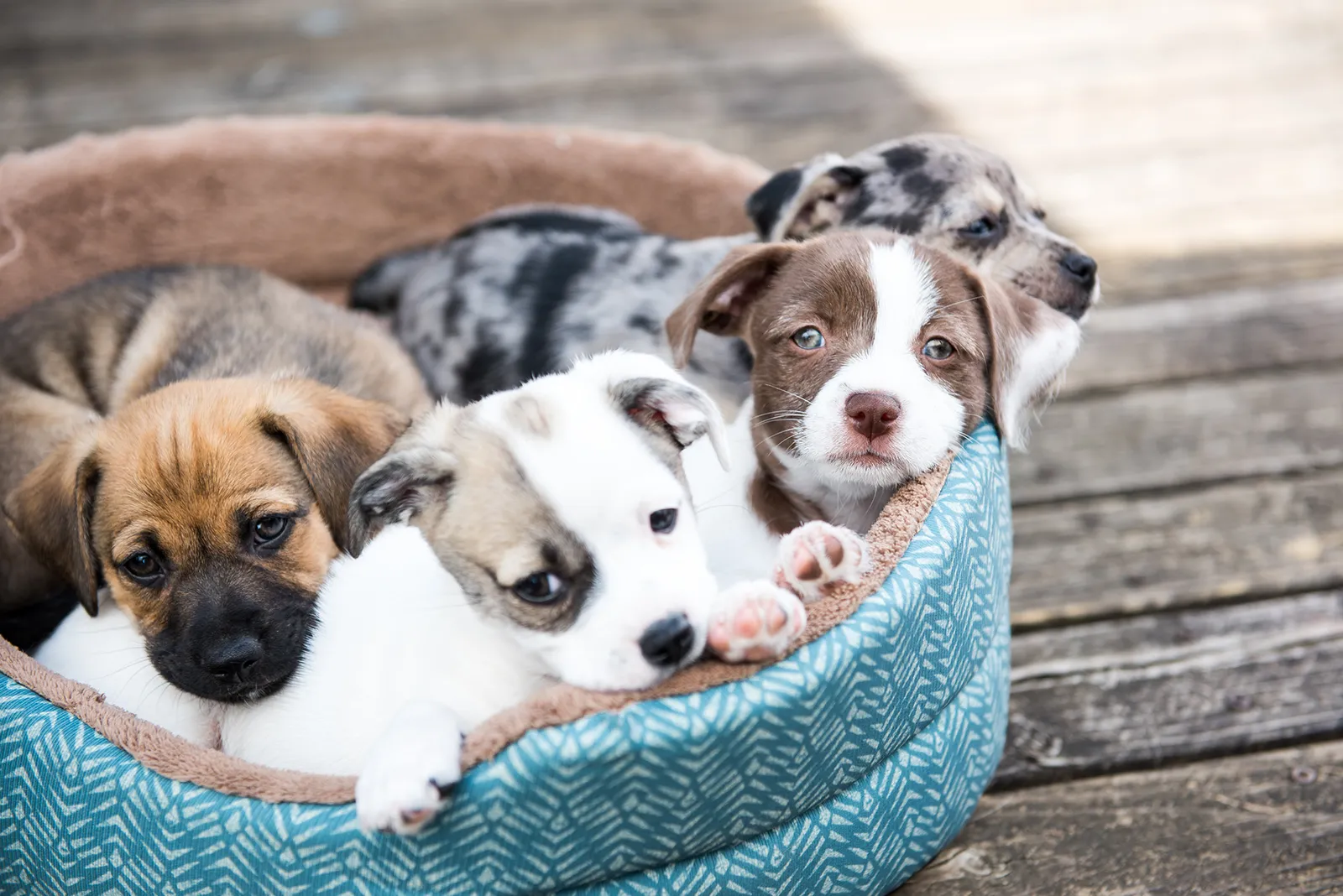 Powdersville Animal Hospital