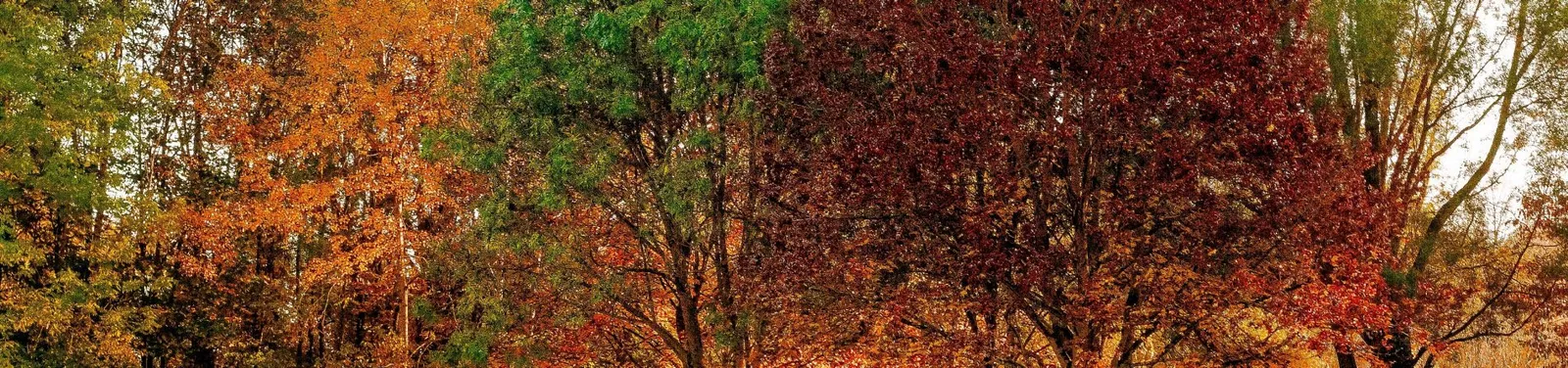 Tree Craft Tree Service