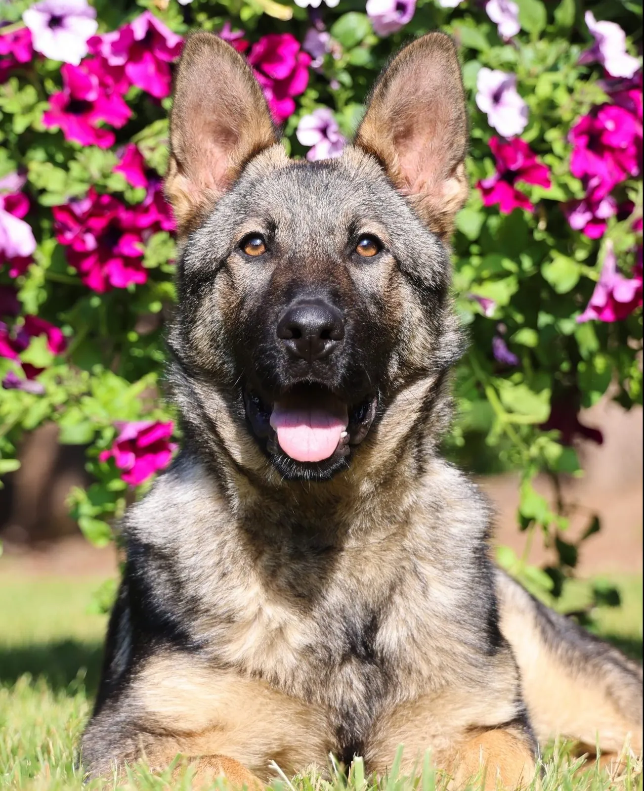 Kraftwerk K9 Pro