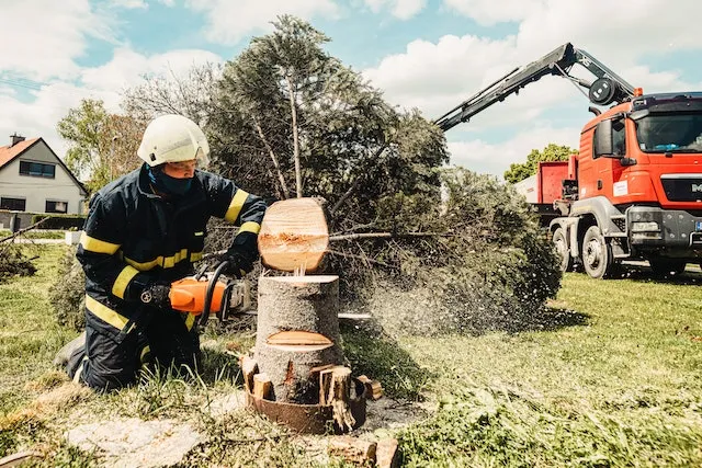 Peoria Tree Services