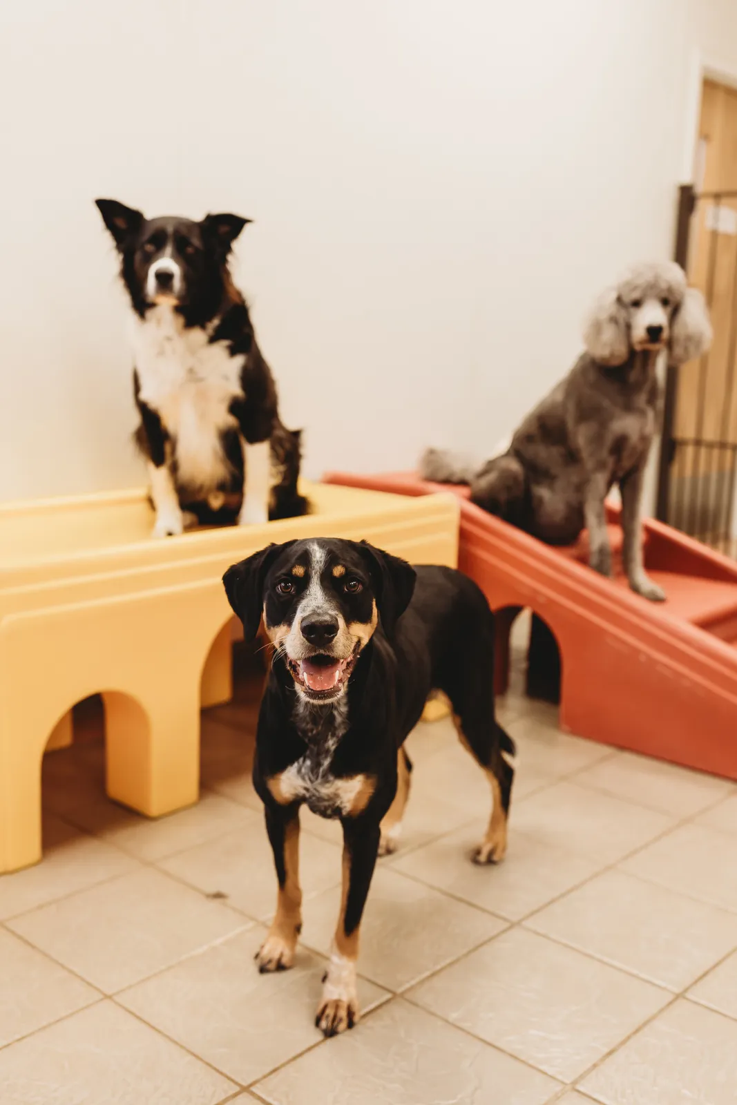 My Dog's Bakery Daycare & Grooming