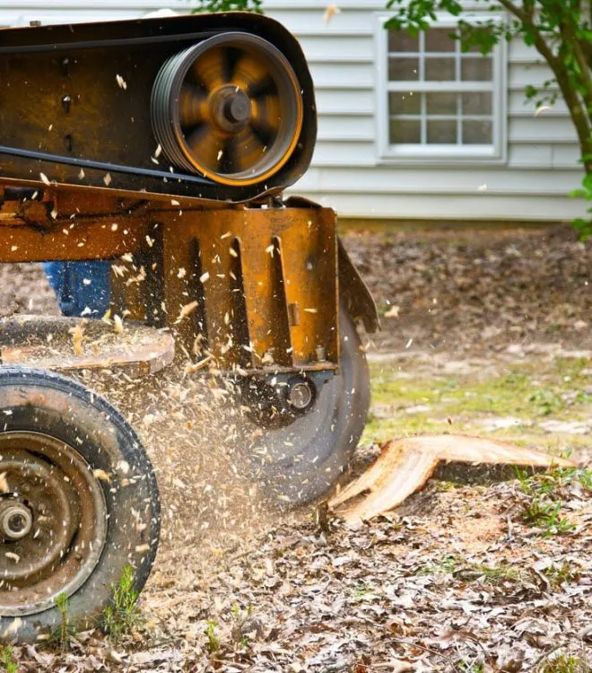 Central Arbor Tree Care