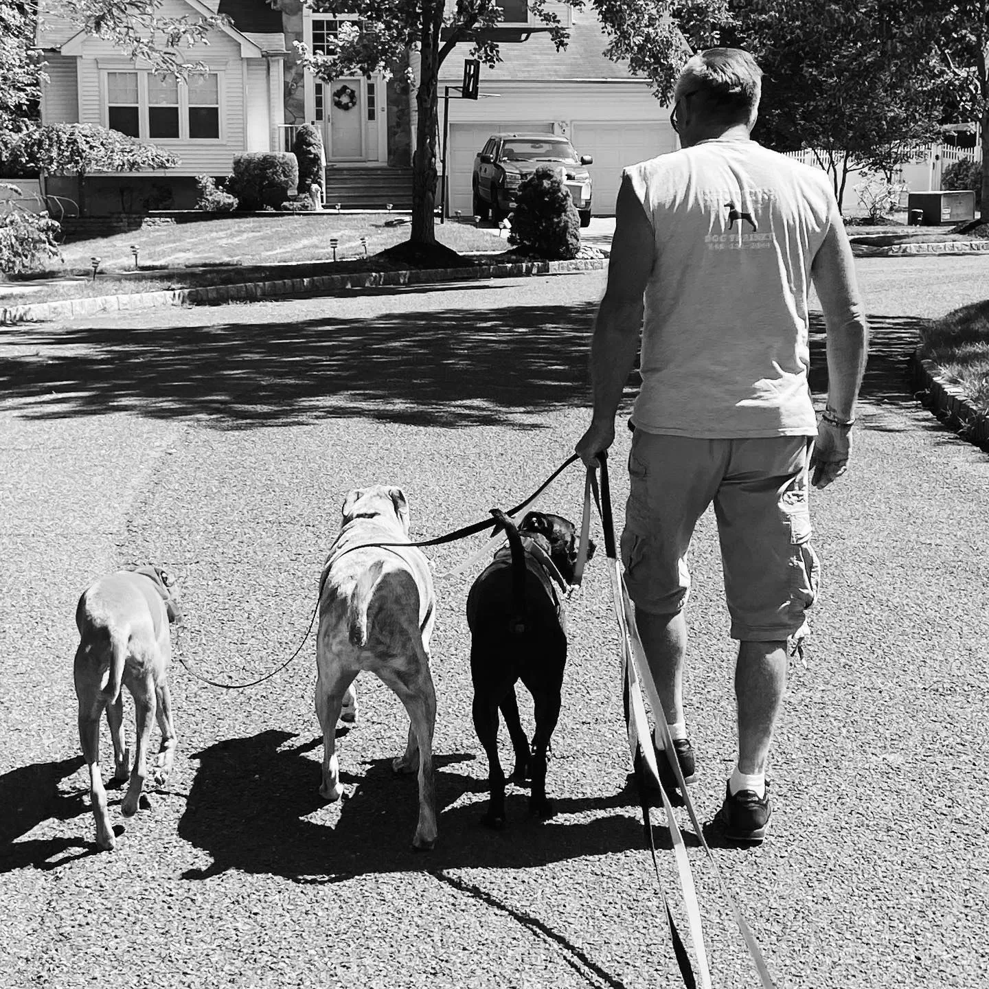 The DogMan 157