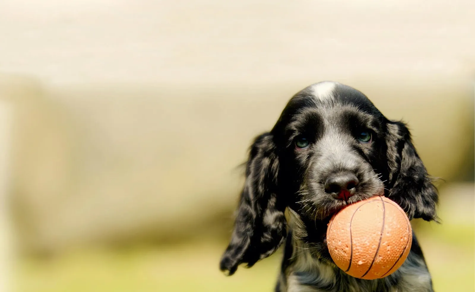 Coachable Canines