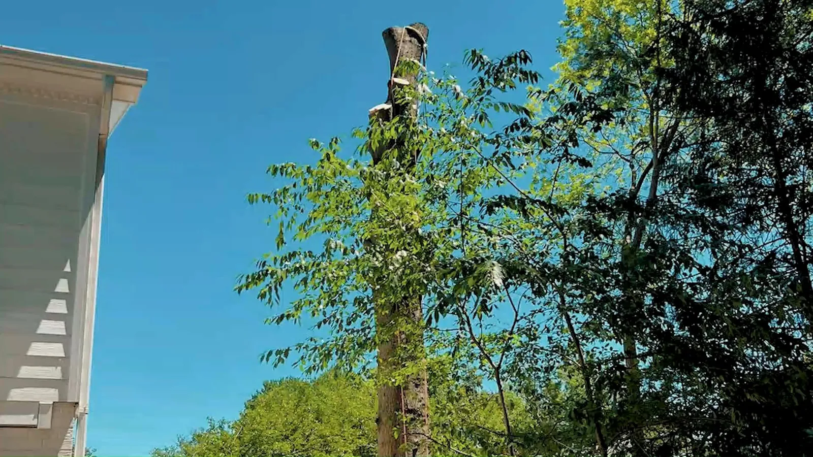 Ortega Tree Services