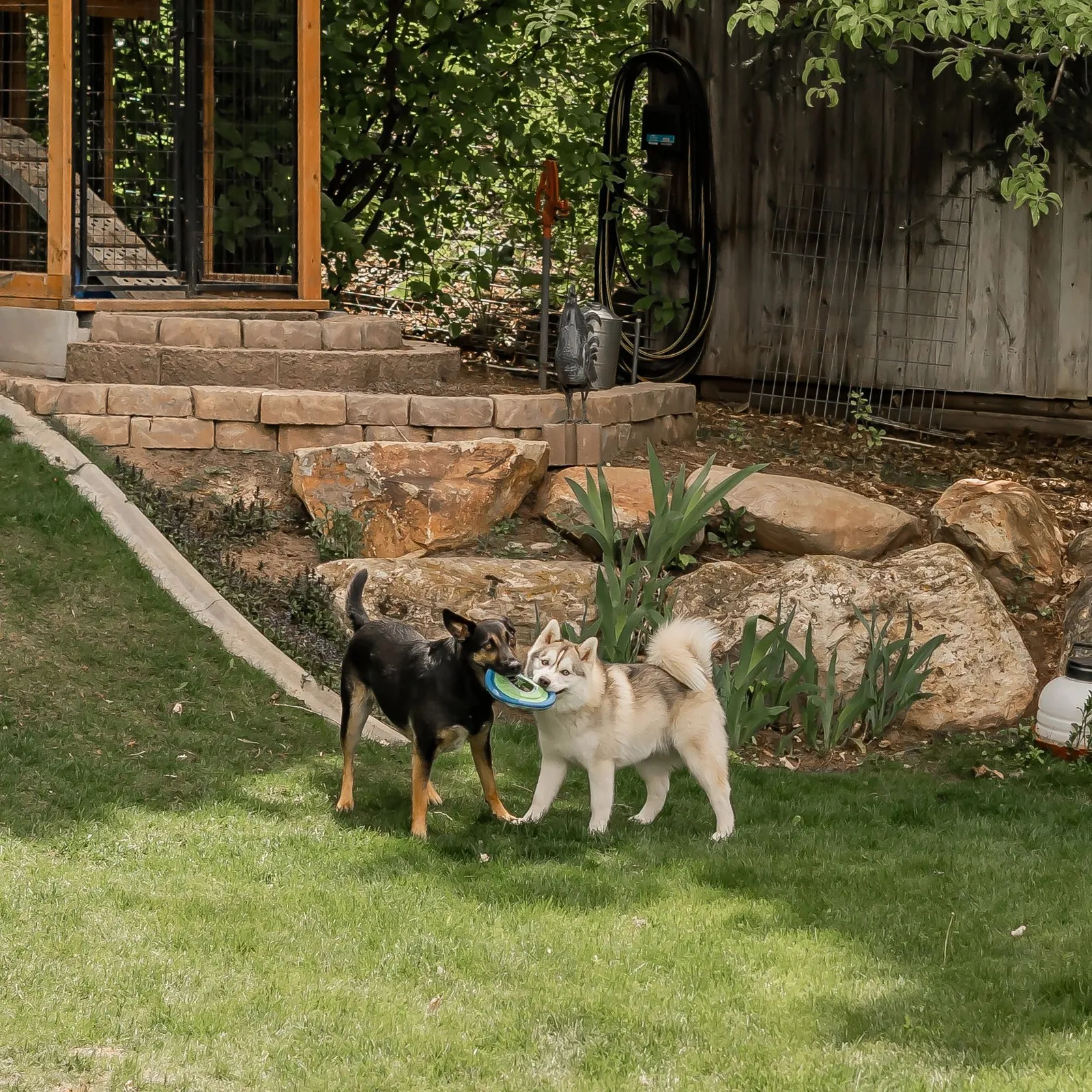 Custom Canine Company