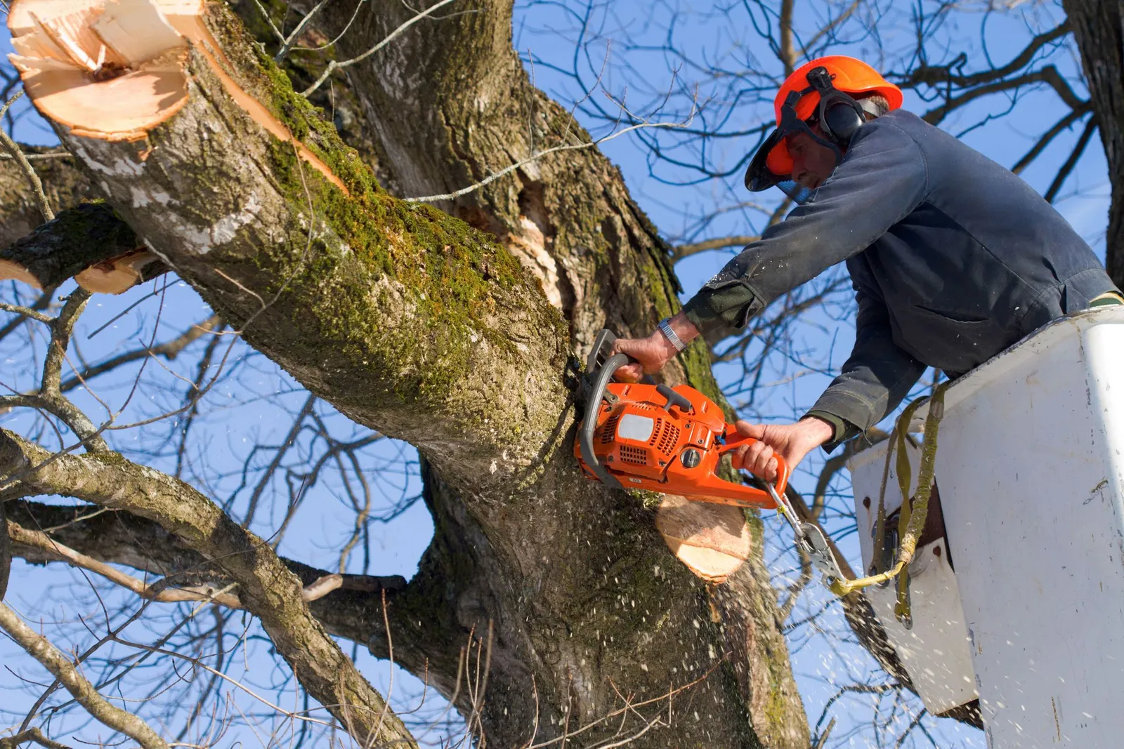 H&M Tree Service Inc