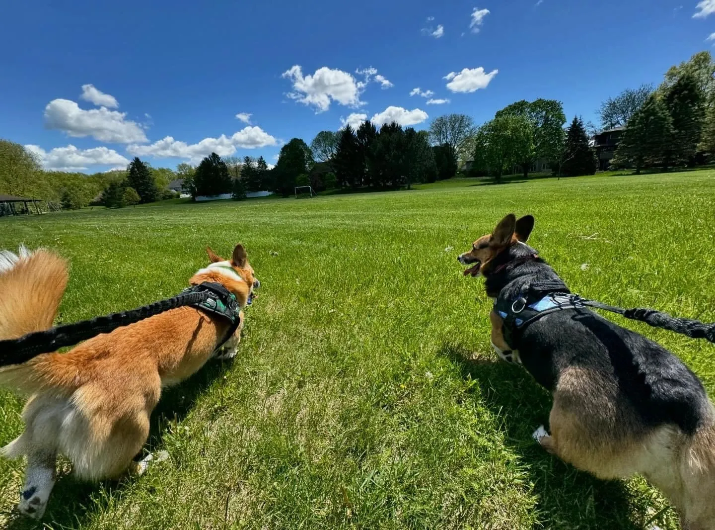 Hotel K Pet Sitting & Dog Walking