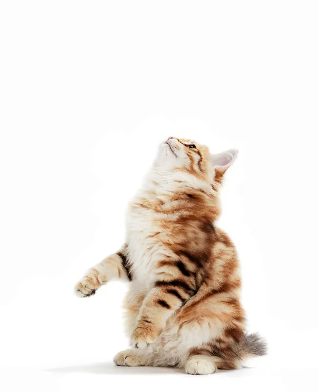 Odyssey Veterinary Care