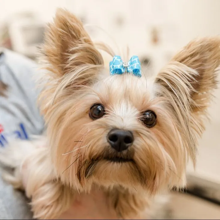 Animal Emergency Hospital