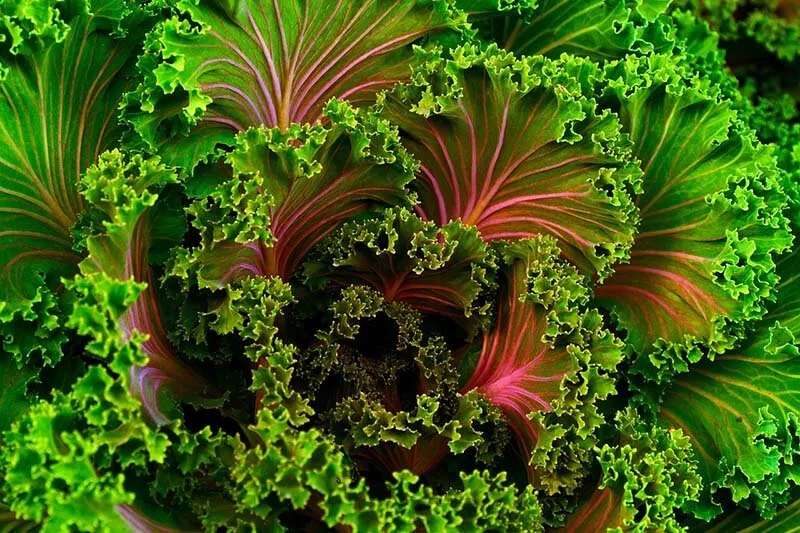Johanna Richter Nutrition + Wellness LLC