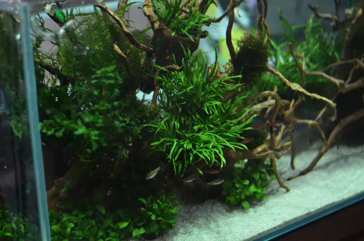 Aquarium Zen