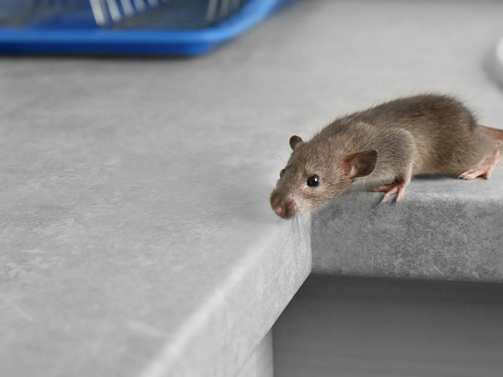 Rodent Guard