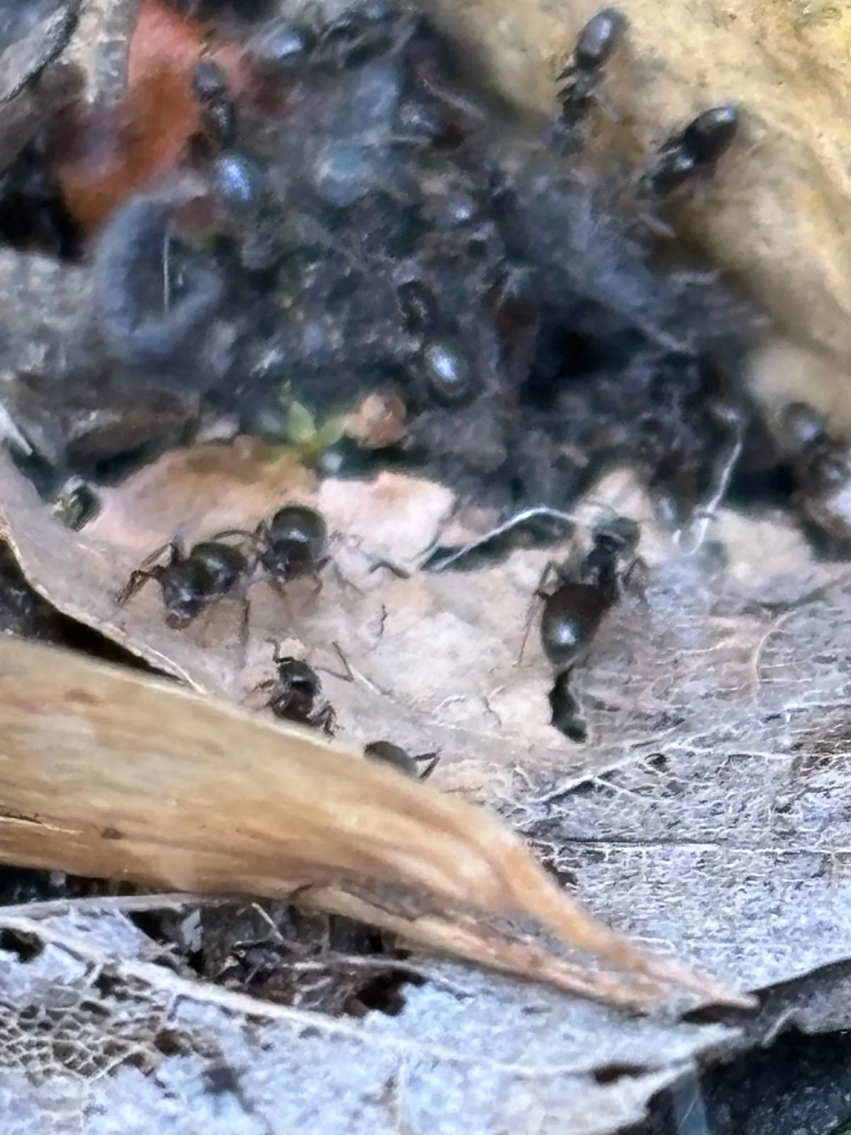 AMPM Exterminators