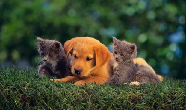 Palomino Pet Hospital & Clinic