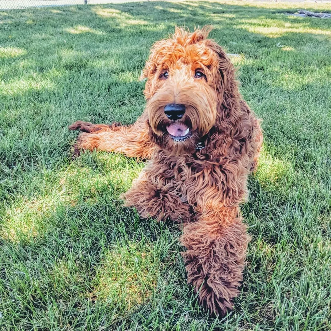 Wasatch Peak Dog Training