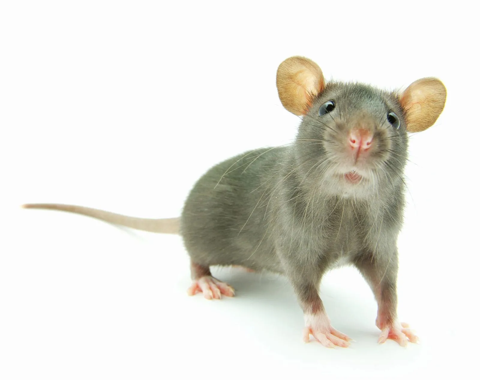 Alpha to Omega Termite and Pest Control