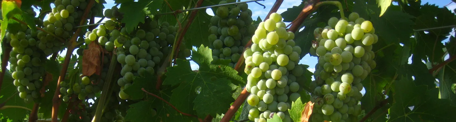 Salt Mine Wine
