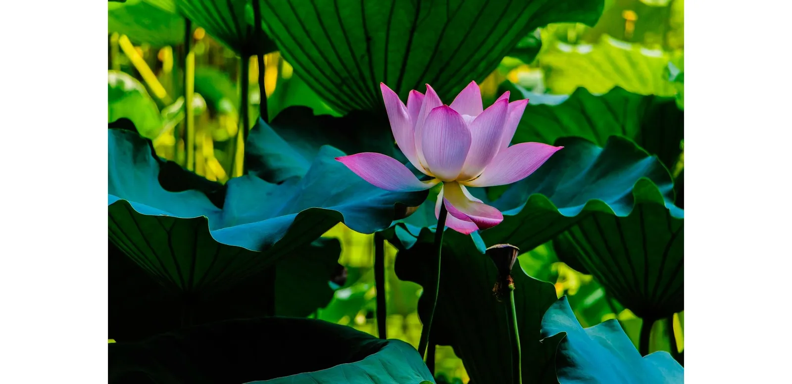 Serene and Healing Massage