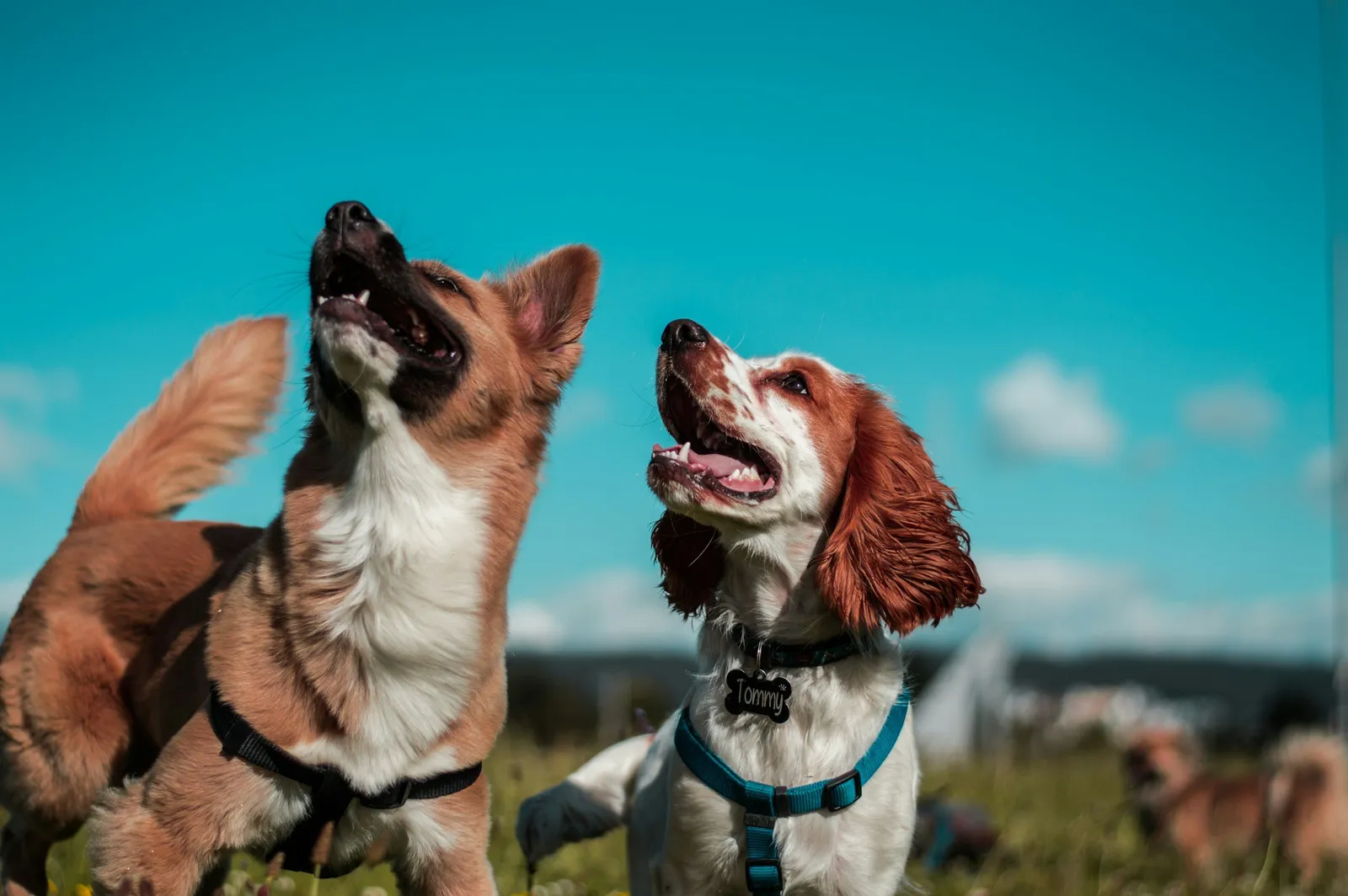 Frequency Canine