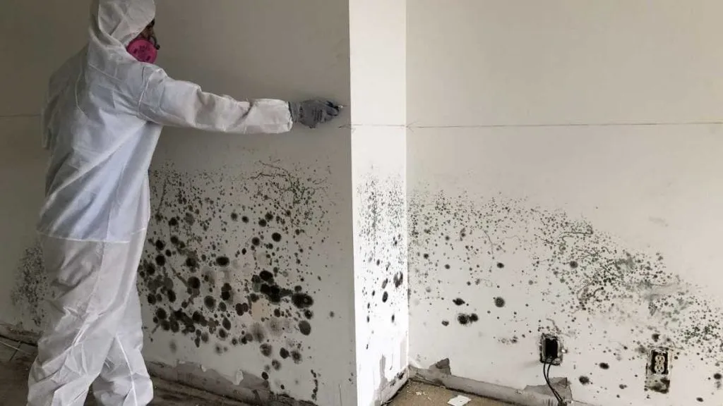 Edge Mold Remediation Plano