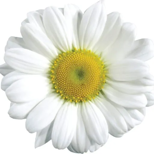 Flores Landscapes