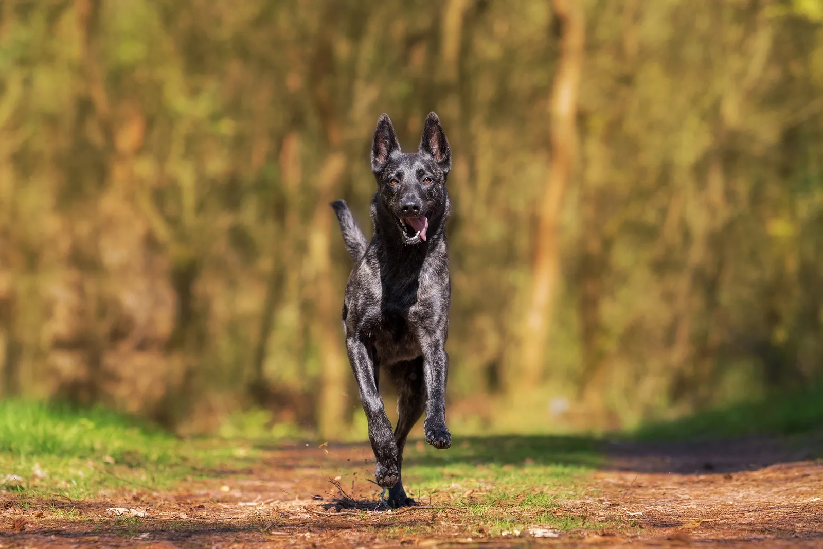 Sound K9 Concepts