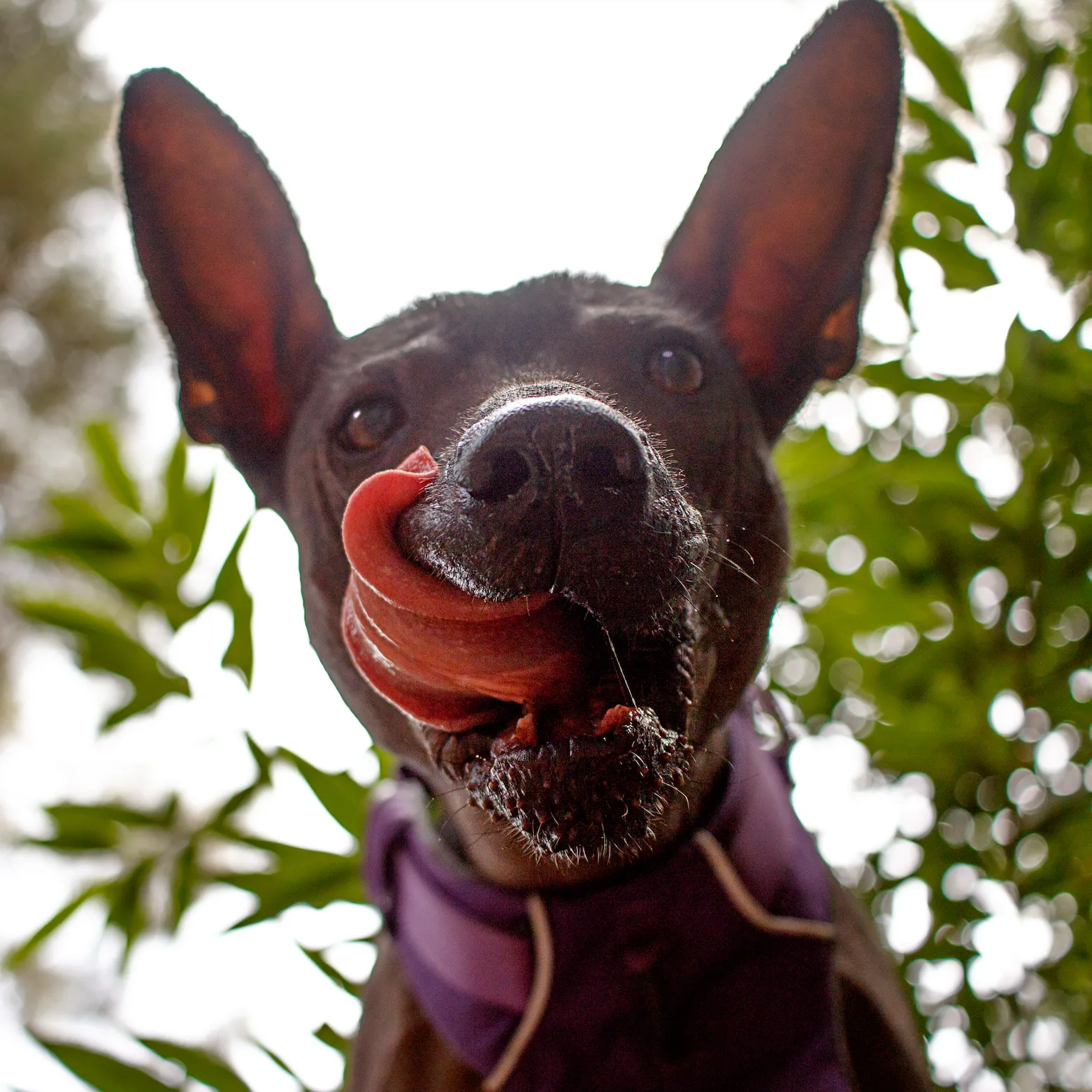 Dog Defined