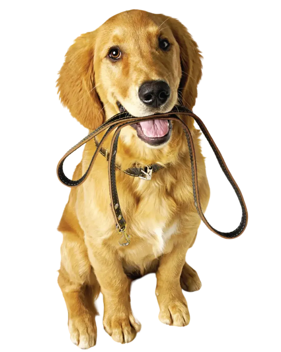 Pack of Paws Dog Training