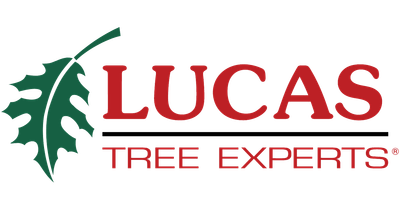 Lucas Tree logo