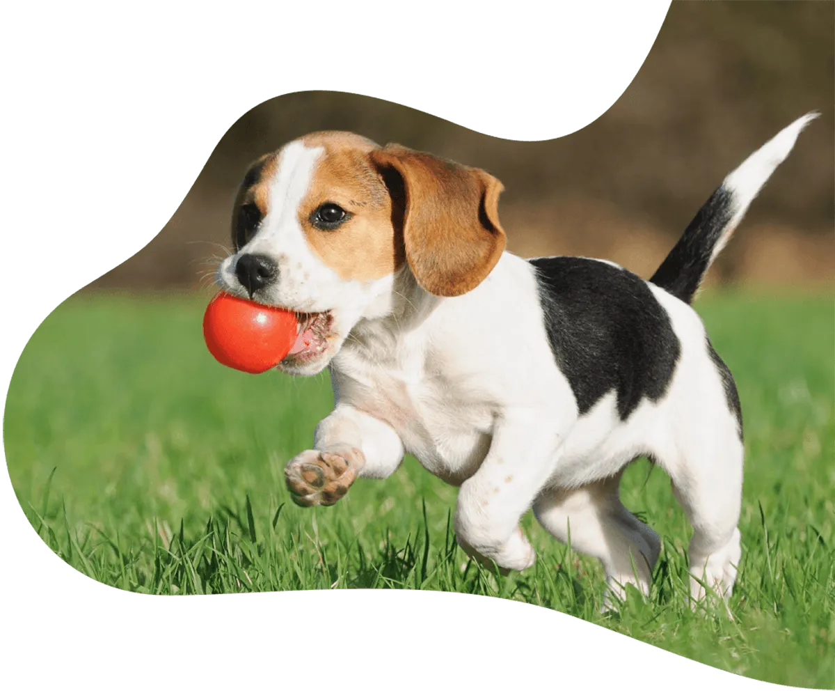 Pluto's Pals Pet Care